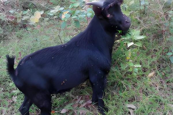 广西黑山羊能圈养吗,黑山羊是可以圈养的