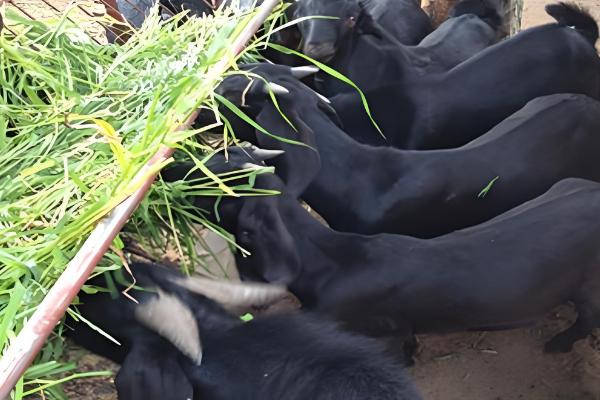 广西黑山羊能圈养吗,黑山羊是可以圈养的