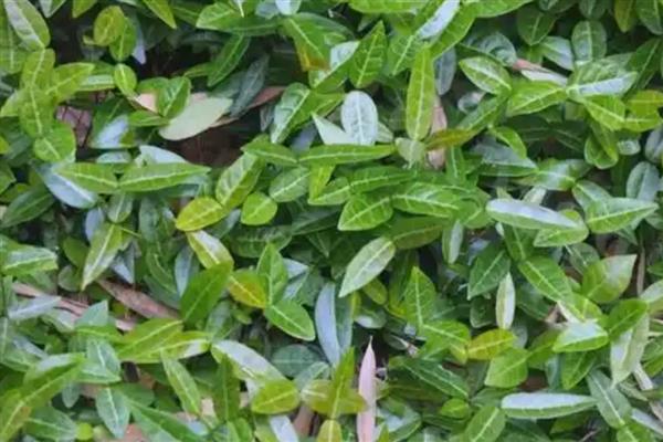 有什么四季常青的爬藤植物,常见长春蔓、常春藤等品种