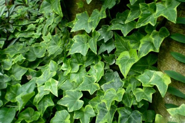 有什么四季常青的爬藤植物,常见长春蔓、常春藤等品种