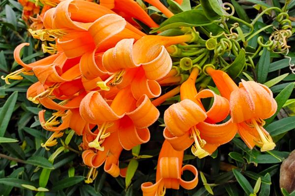 有什么四季常青的爬藤植物,常见长春蔓、常春藤等品种