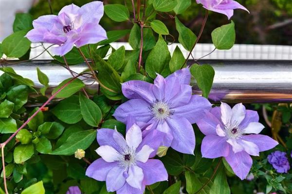 有什么四季常青的爬藤植物,常见长春蔓、常春藤等品种