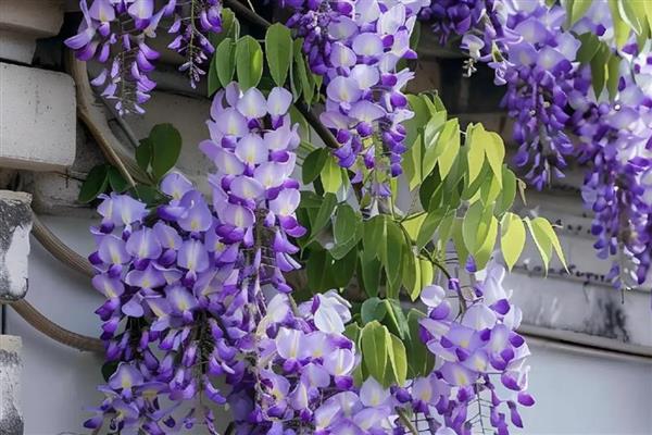 有什么四季常青的爬藤植物,常见长春蔓、常春藤等品种