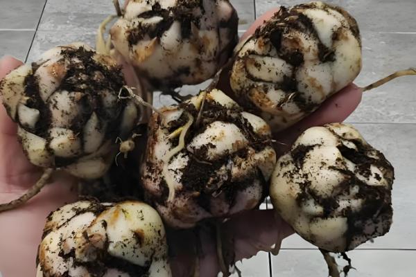 玉米百合能不能复花，人工干预可让它再次开放