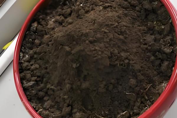 玉米百合能不能复花，人工干预可让它再次开放