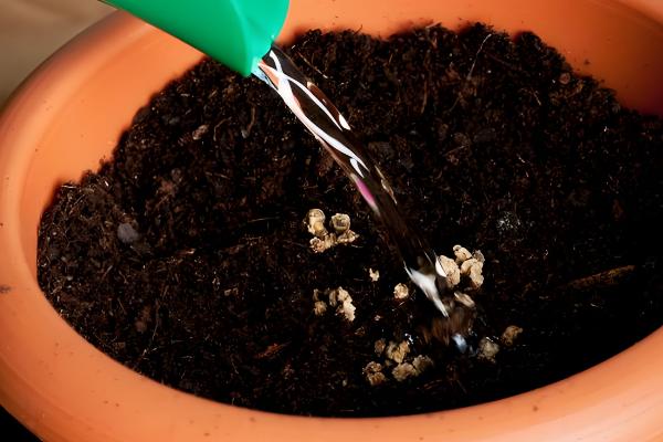 玉米百合能不能复花，人工干预可让它再次开放