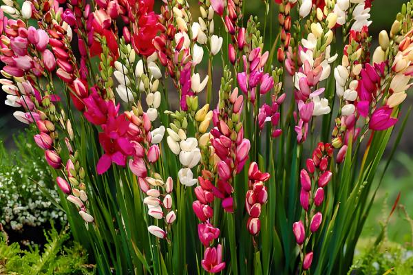 玉米百合能不能复花，人工干预可让它再次开放