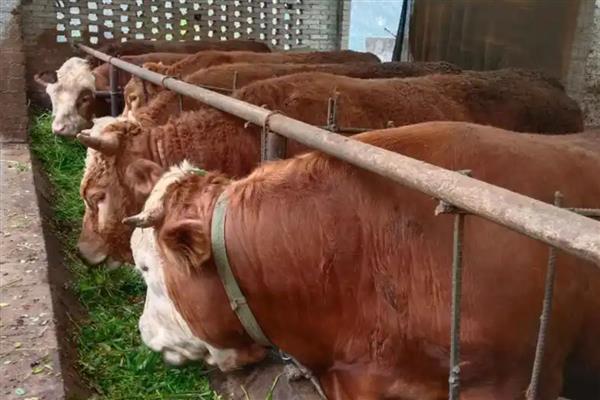 喂牛的技巧，饲料中可添加助消化的药物