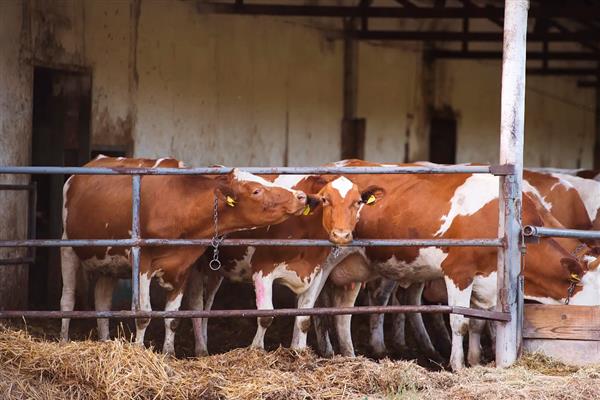 喂牛的技巧，饲料中可添加助消化的药物