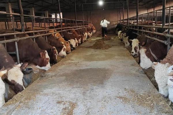 喂牛的技巧，饲料中可添加助消化的药物