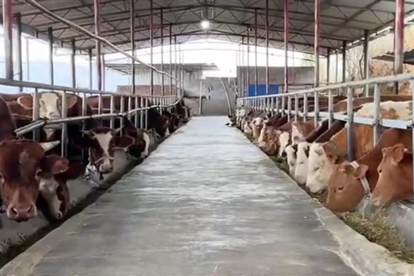 喂牛的技巧，饲料中可添加助消化的药物