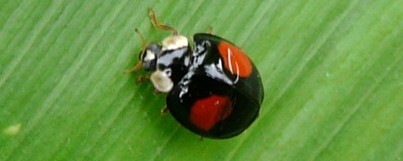 二星瓢虫是不是害虫，属于益虫平时会捕食蚜虫等害虫