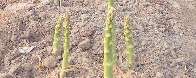 芦笋有哪些常见病虫害，常见的有褐斑病、茎腐病等