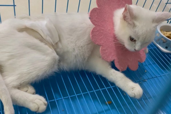 猫咪肺炎是不是难以治愈,及时确诊并治疗可让它恢复健康