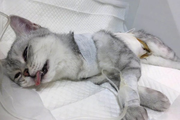猫咪肺炎是不是难以治愈,及时确诊并治疗可让它恢复健康