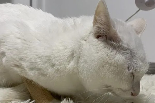 猫咪肺炎是不是难以治愈,及时确诊并治疗可让它恢复健康