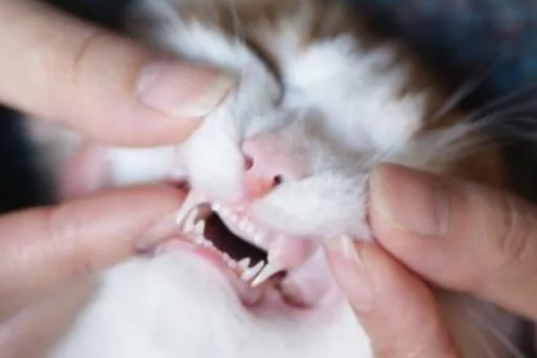 猫咪的牙齿有什么作用，犬牙可用来咬住东西、咀嚼食物