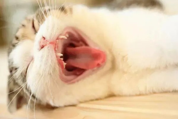 猫咪的牙齿有什么作用，犬牙可用来咬住东西、咀嚼食物