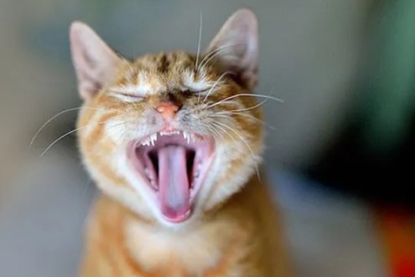 猫咪的牙齿有什么作用，犬牙可用来咬住东西、咀嚼食物