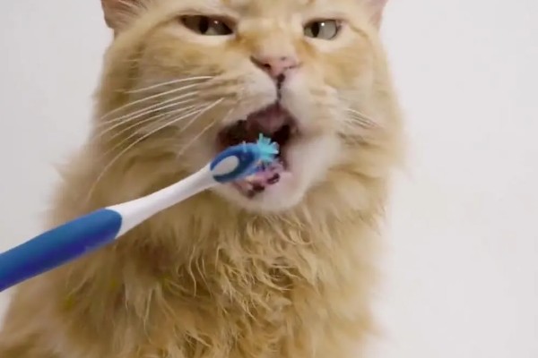 猫咪的牙齿有什么作用，犬牙可用来咬住东西、咀嚼食物