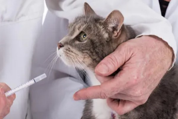 猫咪肺炎是不是难以治愈,及时确诊并治疗可让它恢复健康