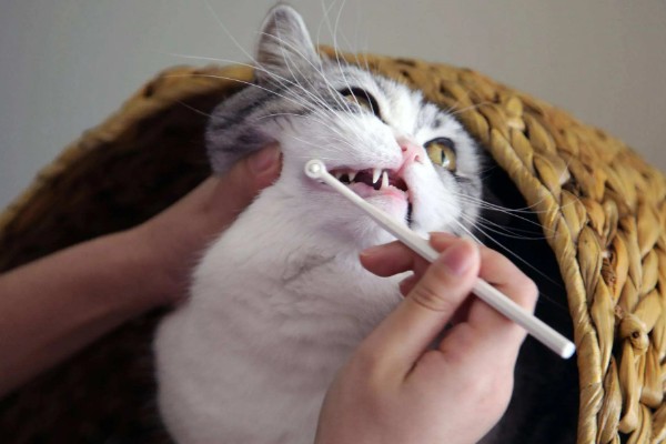 猫咪的牙齿有什么作用，犬牙可用来咬住东西、咀嚼食物