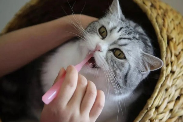 猫咪的牙齿有什么作用，犬牙可用来咬住东西、咀嚼食物