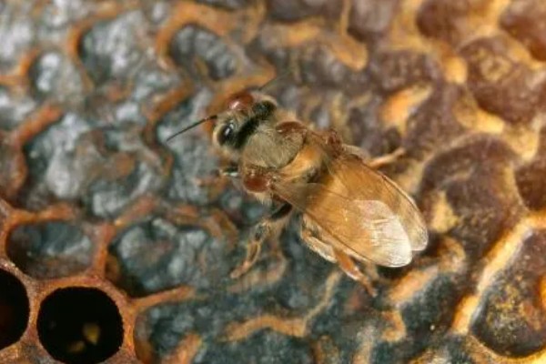 蜂螨的简介，属于多种寄生螨类的统称