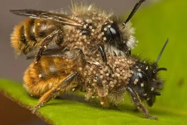 蜂螨的简介，属于多种寄生螨类的统称