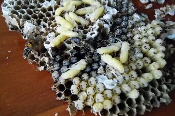 蜂螨的简介，属于多种寄生螨类的统称