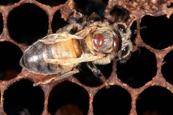 蜂螨的简介，属于多种寄生螨类的统称