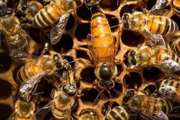 蜂螨的简介，属于多种寄生螨类的统称