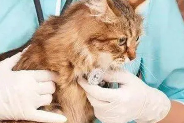 猫咪肺炎是不是难以治愈,及时确诊并治疗可让它恢复健康