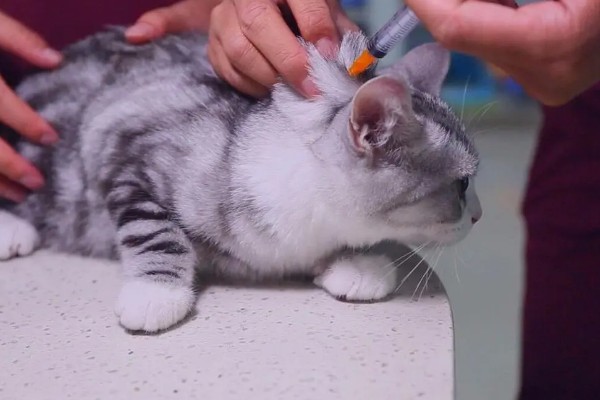 猫咪肺炎是不是难以治愈,及时确诊并治疗可让它恢复健康