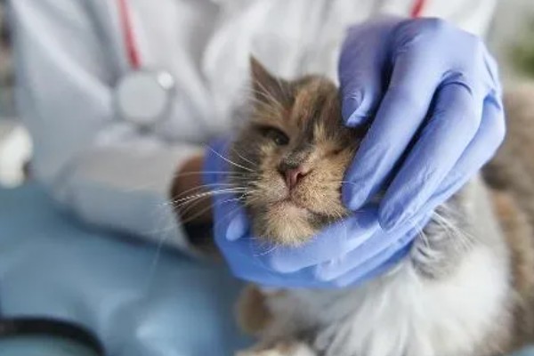 猫咪肺炎是不是难以治愈,及时确诊并治疗可让它恢复健康