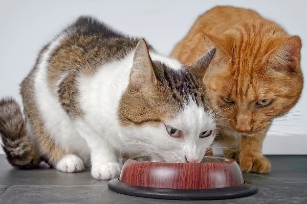 猫咪肺炎是不是难以治愈,及时确诊并治疗可让它恢复健康