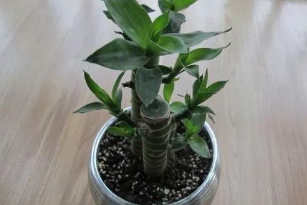 冬天养富贵竹如何避免它死亡，应确保室温达到15℃以上