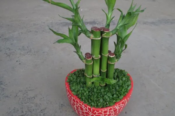 冬天养富贵竹如何避免它死亡，应确保室温达到15℃以上