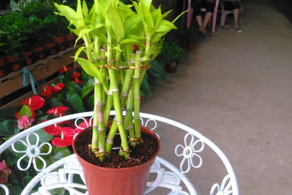 冬天养富贵竹如何避免它死亡，应确保室温达到15℃以上