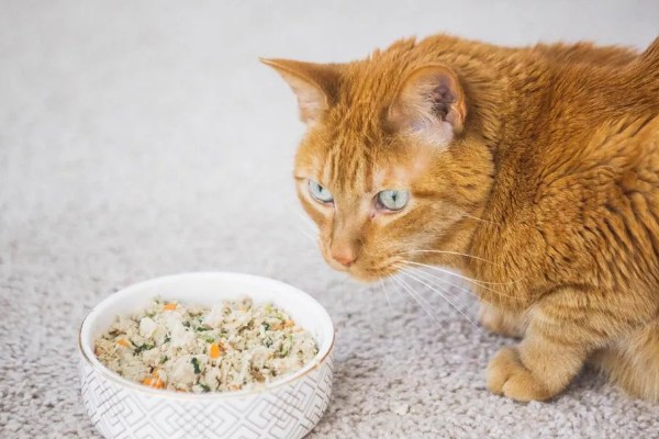 猫咪肺炎是不是难以治愈,及时确诊并治疗可让它恢复健康