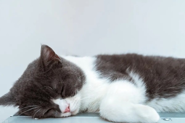 猫咪肺炎是不是难以治愈,及时确诊并治疗可让它恢复健康