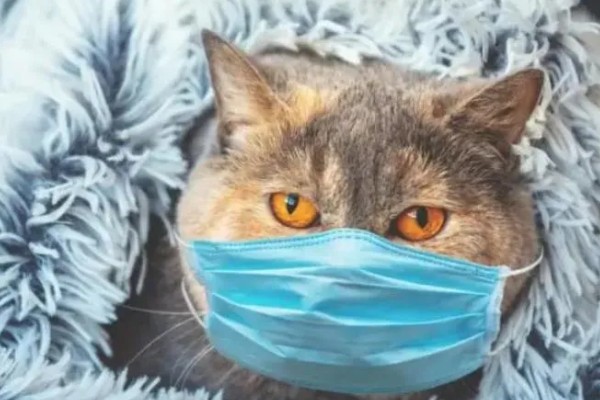 猫咪肺炎是不是难以治愈,及时确诊并治疗可让它恢复健康