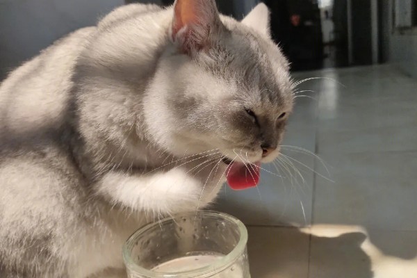 猫咪肺炎是不是难以治愈,及时确诊并治疗可让它恢复健康