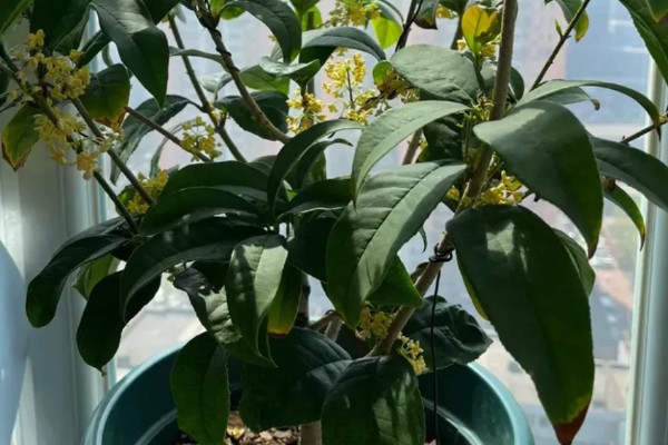 桂花开花能浇水吗,桂花开花能浇水