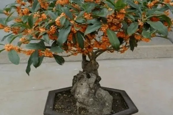 桂花开花能浇水吗,桂花开花能浇水