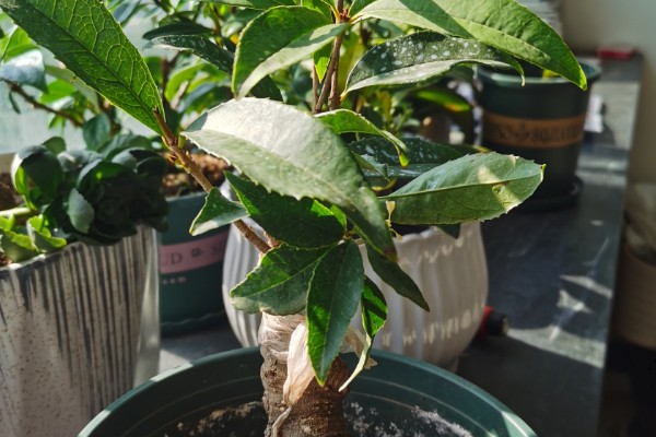 桂花开花能浇水吗,桂花开花能浇水