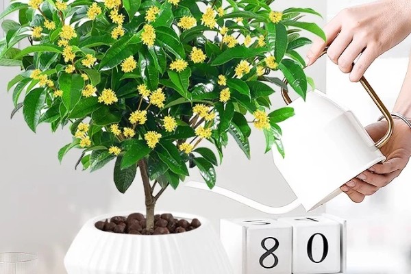 桂花开花能浇水吗,桂花开花能浇水