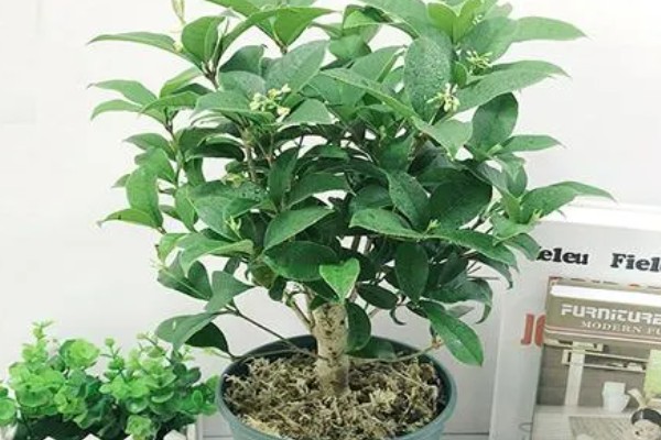 桂花开花能浇水吗,桂花开花能浇水