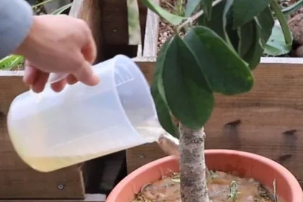 桂花开花能浇水吗,桂花开花能浇水