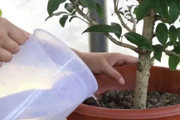 桂花开花能浇水吗,桂花开花能浇水